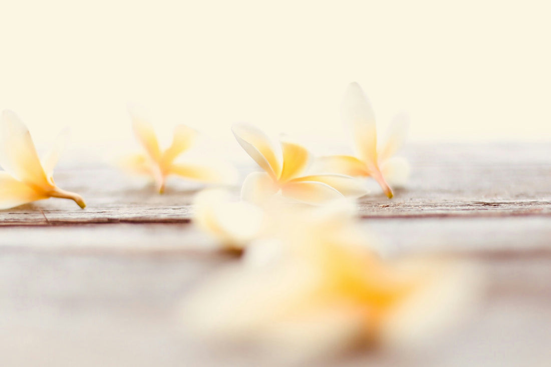 Vanilla and Its Significance In Our World